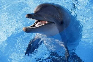 Dolphins Taking New Non-Invasive Underwater Cameras For a Dive