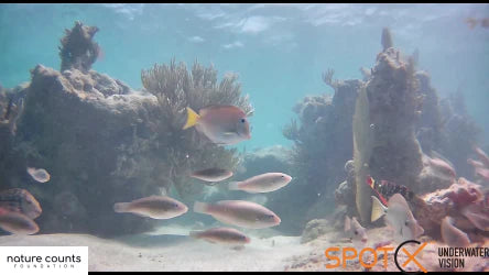 Our Orpheus camera doing what it does best